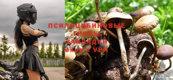 apvp Алзамай